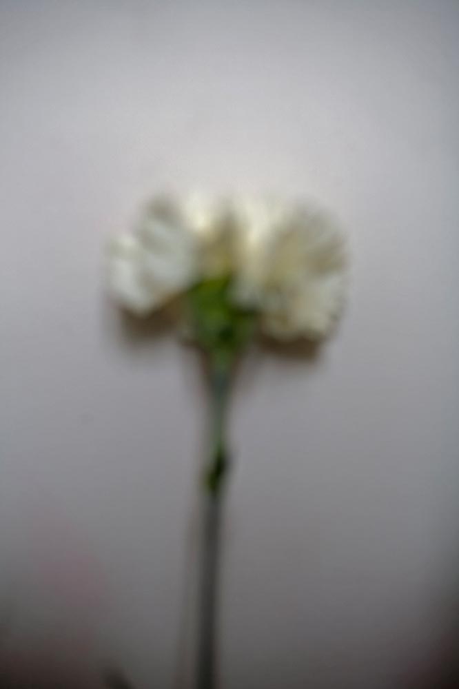 Fleurs, 2